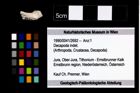 Foto (Objekt + Etikett) von Decapoda indet.  (NHMW-GEO-1990-0041-2692)